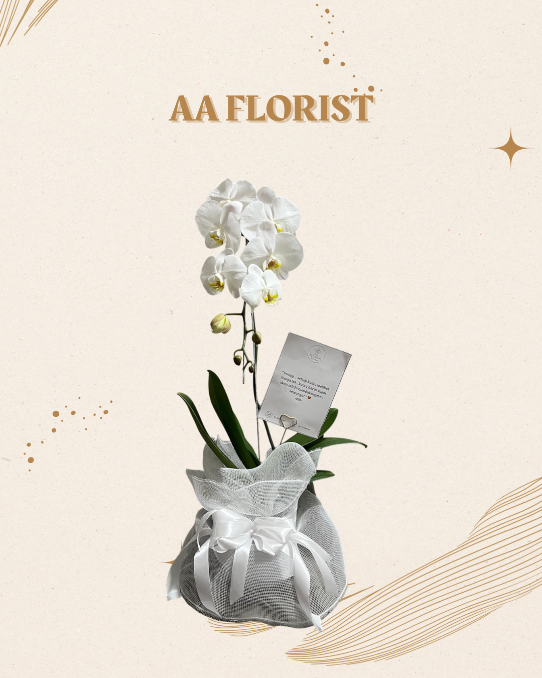 WHITE SERENITY ORCHID